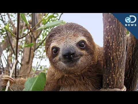 Sloths Are A Walking Ecosystem!