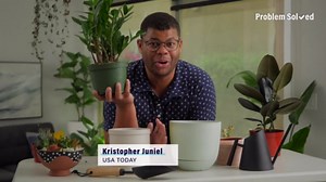 How to easily repot houseplants step by step