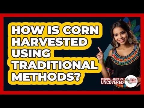 How Is Corn Harvested Using Traditional Methods?