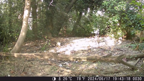 2 Pack Trail Camera - Game Camera 36MP 2K Motion Activated Trail Cam Scouting Hunting Cam Wildlife with 2.0 LCD Screen 120° Wide Angle Lens Night Vision Waterproof IP66