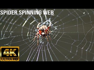 Spiders making web step by step || spider spinning its web || how does a spider make a web