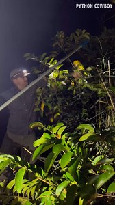 Even though the boat crashed into the island, this ole boy still got the iguana | Python Cowboy Hunts