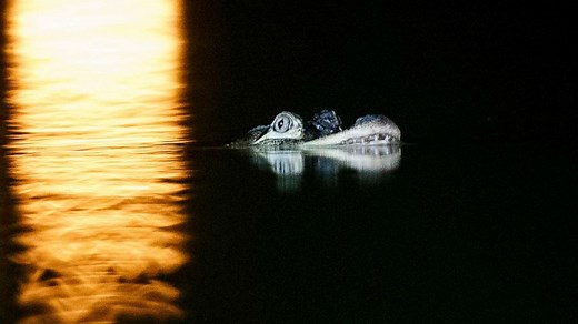 Search for Chicago gator enters 4th day