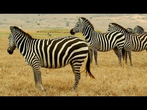 Introduction to Zoology: What are Animals?