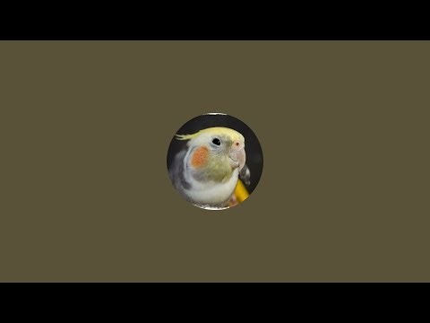 Cockatiel Singing & Nature Sounds 🎶 | Relaxing Bird Live