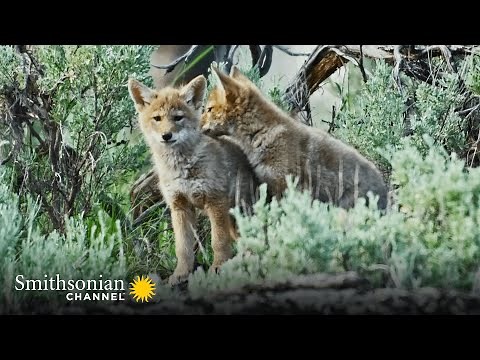 How Coyotes Cope w/ Bigger Predators 🐺 Epic Yellowstone | Smithsonian Channel