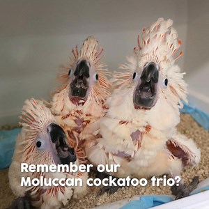 24K views · 281 reactions | Remember our Moluccan cockatoo 'boyband'? The siblings have 'graduated' nursery and are now learning essential skills like perching. See how well they fare here. Our bird nannies at the Breeding and Research Centre handraise hundreds of chicks every year to give them, especially endangered species, the best chances of survival. Stay tuned for more chick tales from our BRC! | Mandai Wildlife Reserve | Facebook
