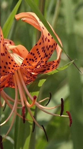 TIGER LILY: A Gorgeous Low-Care Daylily with Stunning Orange Flowers