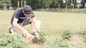 Best Fertilizer for Peppers – How and When to Fertilize Pepper Plants?