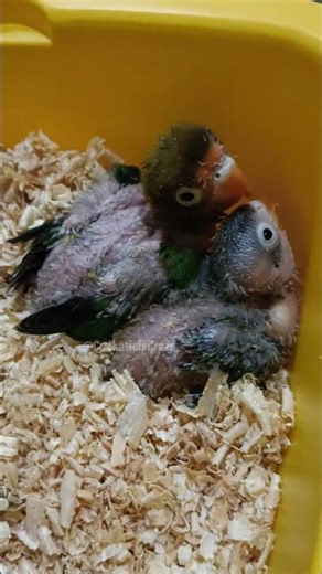 Check out how these lovebird chicks grow every day! 💖🐥😍 #vibrantbirds #cockatielscraze