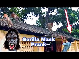 gorilla prank on monkey || Monkey Pranks | can't stop laughing | Chitti Prank Video