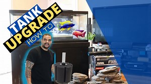 How To Safely Upgrade an Aquarium (& Transfer Your Fish To a New Tank)