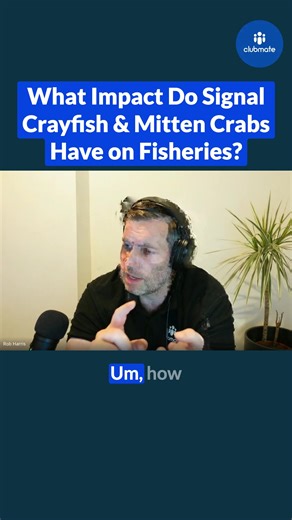 What's the impact of Signal Crayfish and Mitten Crabs on fisheries in the UK? 💭 Paul Coulson from the Institute of Fisheries Management shares his thoughts. Watch the full webinar: https://eu1.hubs.ly/H0nzkPl0 | Clubmate.Fish