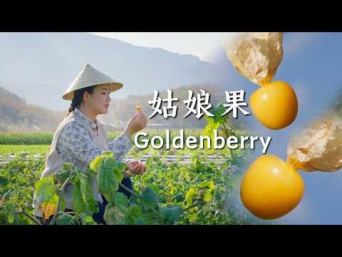 Goldenberries: Sweet-Tart “Golden Lanterns” Hanging from the Branches【滇西小哥】