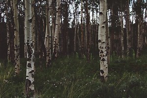 Birch Tree: Key Facts — Forest Wildlife