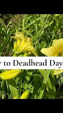 How to Deadhead Daylilies