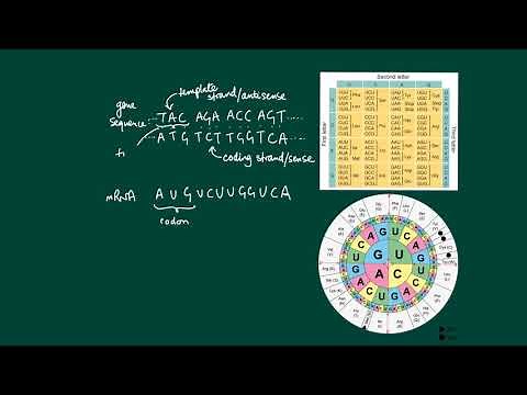 The genetic code: codons, nonoverlapping, unambiguous and degenerate.