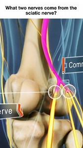 19K views · 286 reactions | Use this video to learn what two major nerves branch from the sciatic nerve and how they affect movement and sensation in your leg. We’ll explain the roles of the tibial nerve and common peroneal (fibular) nerve, where they travel, and how sciatic nerve problems can lead to pain, weakness, or numbness. Perfect for anyone curious about sciatica, nerve anatomy, or lower body nerve pain symptoms. #sciaticnerve | Spine-health | Facebook