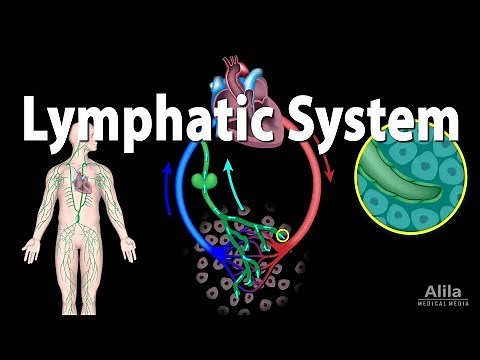 The Lymphatic System Overview, Animation