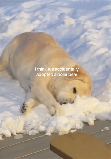 he’ll do this for 30 minutes, no matter the temperature… #dogsoftiktok #yellowlab