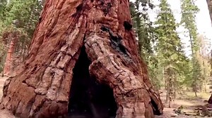 Giant Sequoias, world's largest trees, thriving in UK