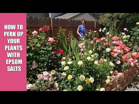 How to perk up your plants with Epsom Salts