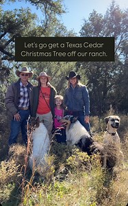 Cutting down our own cedar Christmas tree has been the most fun tradition! 🎄 It takes a while to find just the right one because most of our cedar trees are more like bushes than trees, and are technically an ashe juniper tree, not a cedar! I think this is the best one we have found yet! I love how it looks so old fashioned! #christmastree #ranchlife #cowboychristmas | Paige Murray’s Boots & Biscuits