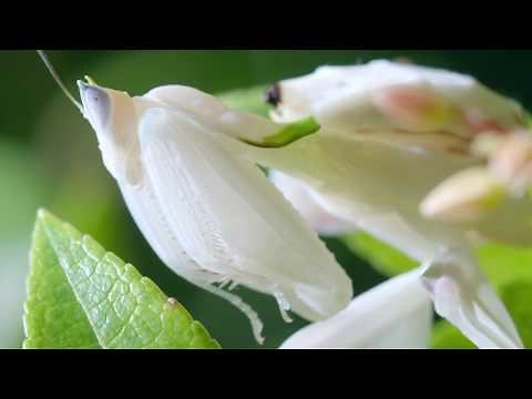 Amazing Insect Camouflage in Nature | Bugs, Insects & Spiders | Love Nature