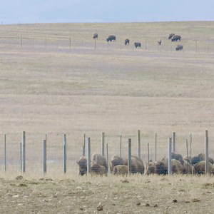 This is what it takes to herd wild bison on Montana’s Fort Peck Indian reservation – before they’re reintroduced to tribal lands across the country. Watch the new CBS Reports documentary “Yellowstone Bison Revival” at https://cbsn.ws/45mN2lj. | CBS News