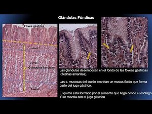 Mucosa gastrica