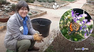 8K views · 166 reactions | See where to cut back old stalks on perennial mealy blue sage (Salvia farinacea) as new growth emerges in late winter. The same technique applies to herbaceous perennials like coneflower. Plus, keep leggy plants blooming in summer with Lady Bird Johnson Wildflower Center horticulturist Leslie Uppingham. | Central Texas Gardener | Facebook