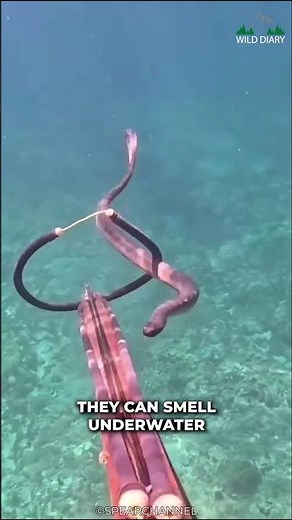 Sea Snakes Are Venomous Than Cobra