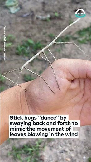 Dancing Stick Insect || ViralHog