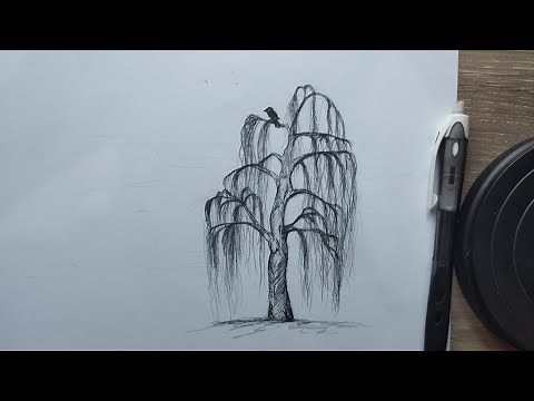 How To Draw Willow Tree, Step by Step Easy Tutorial