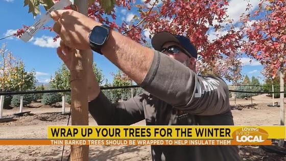 Wrapping your trees for winter with Heidrich's Colorado Tree Farm Nursery