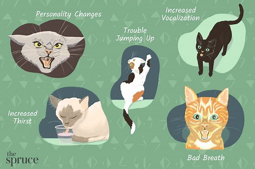 18 Signs That Your Cat Is Sick
