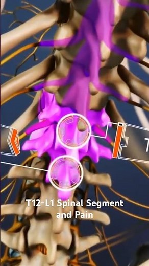 T12-L1 Spinal Segment and Pain
