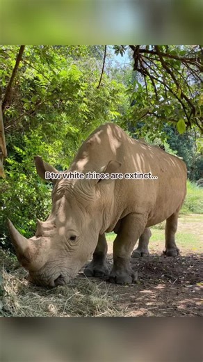 Are Rhinos Extinct? The Truth About White Rhinos