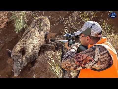 Unbelievable! How Hunters Deal With Millions of Wild Boars in Germany | Invasive Species