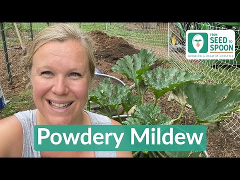Easy DIY Treatment for Powdery Mildew! (White Blotches on Leaves)