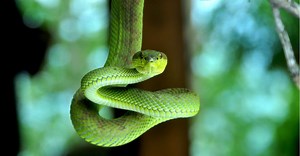 What to Do When You Encounter a Snake: Safety Tips and Removal Strategies