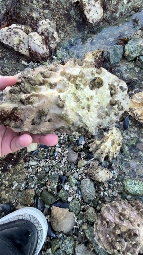 Discover the Best Oysters