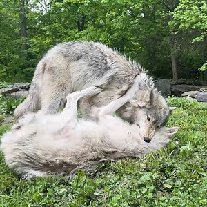 66K views · 7.8K reactions | The best afternoons are spent playing! For wolves, playtime isn’t only fun, it strengthens family bonds and reaffirms social status within the pack. When seeking to play, wolves will dance and bow playfully. Playtime can also include a game of chase, jaw sparring, and varied vocalizations. For wolves, it's all about family: https://nywolf.org/learn/ | Wolf Conservation Center | Facebook
