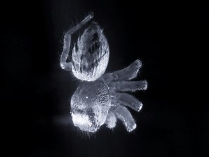 Harvard researchers find REM sleep in jumping spiders