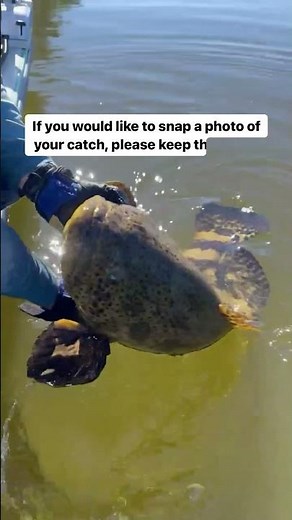 Goliath Grouper Regulations