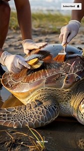 Barnacles removal from sea turtle #barnacles #turtle #rescue