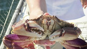 Recreational crabbing season begins in Puget Sound as hobby becomes more popular