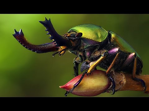 Les Insectes | Des Créatures Fascinantes | Documentaire.