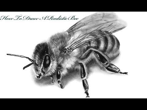How To Draw A Realistic Bee Step by Step Tutorial