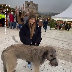 This adorable giant Irish Wolfhound is only eight months old - but already weighs more than most adult dogs 🐕 | Metro
